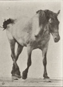 Plate 575 'Hansel' walking, free — figure reference